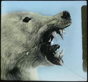 Image of Polar Bear's Head